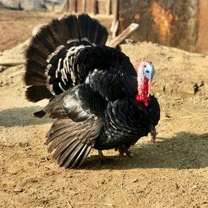 Meet your Posher, Mario